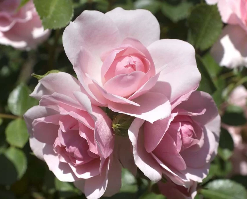 Rosier BONICA® Meidomonac