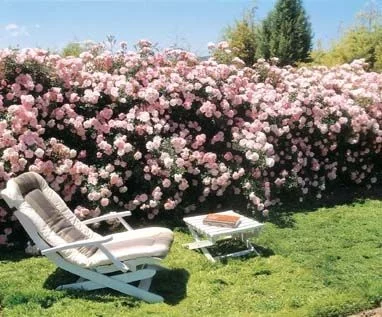 Rosier BONICA® Meidomonac - Rosiers paysagers