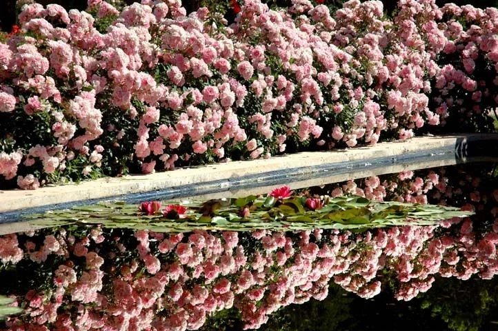 Rosier BONICA® Meidomonac - Rosiers paysagers