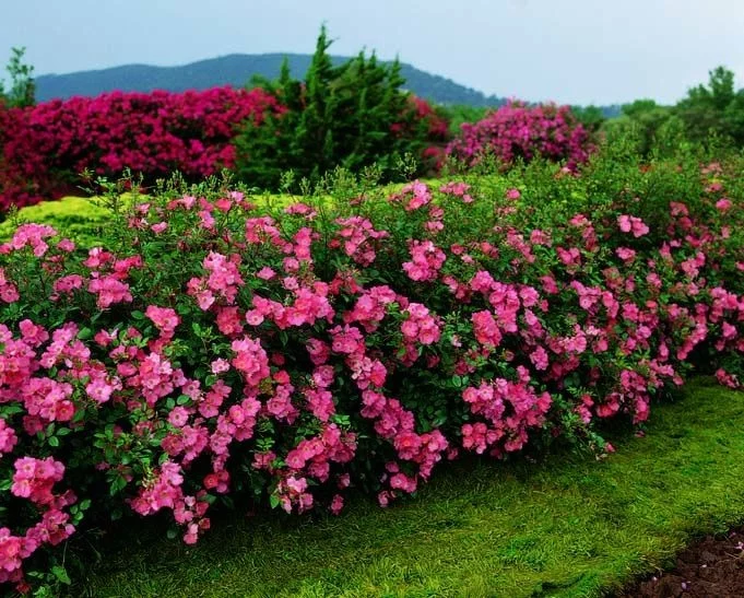 Rosier Douceur Normande® Meipopul - Rosiers arbustifs