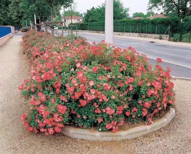 Rosier Douceur Normande® Meipopul - Rosiers arbustifs