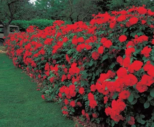 Rosier La Sevillana® Meigekanu - Rosiers arbustifs