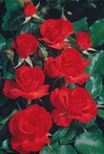 Rosier La Sevillana® Meigekanu - Rosiers arbustifs