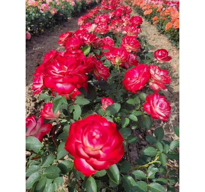Rosier Jubilé Du Prince De Monaco® Meisponge