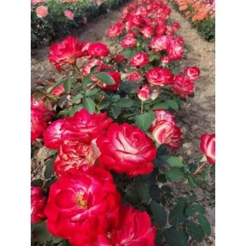 Rosier Jubilé Du Prince De Monaco® Meisponge - Rosiers à massifs