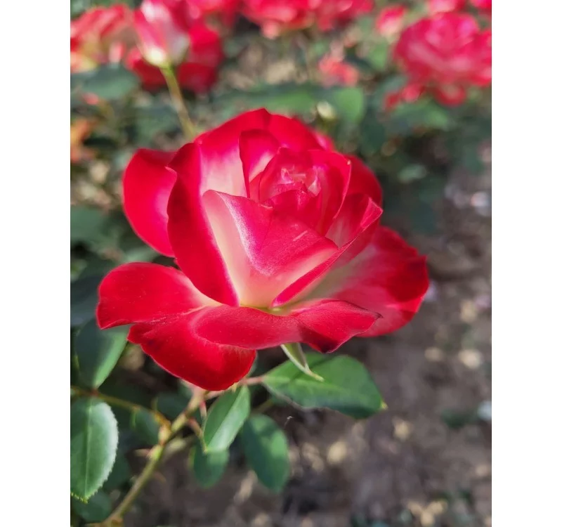 Rosier Jubilé Du Prince De Monaco® Meisponge - Rosiers à massifs