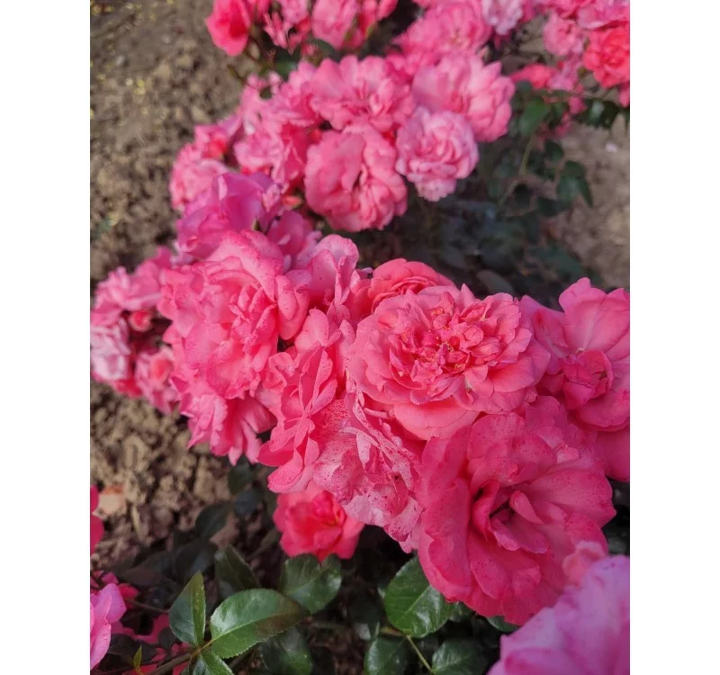 Rosier Les Amoureux De Peynet® Meitobla - Rosiers à massifs
