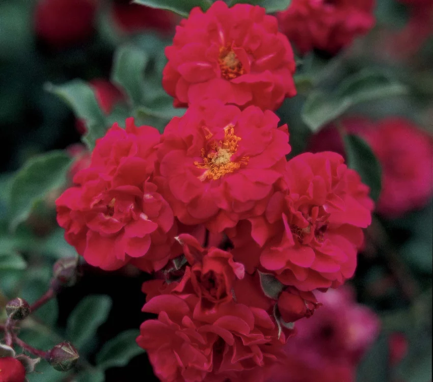 Rosier Hello® Meikinba