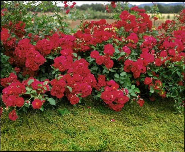 Rosier Hello® Meikinba - Rosiers couvre-sol et tapissants