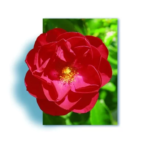 Rosier Kadora® Noa83100B