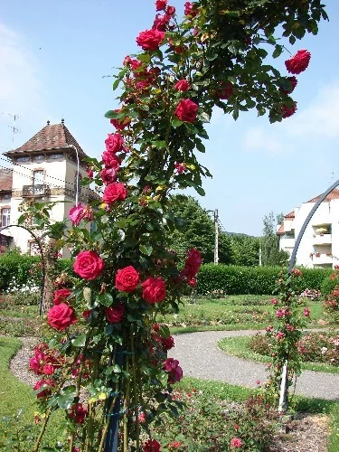 Rosier LE GRAND HUIT Adabaring - Rosiers grimpants