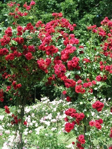 Rosier LE GRAND HUIT Adabaring - Rosiers grimpants