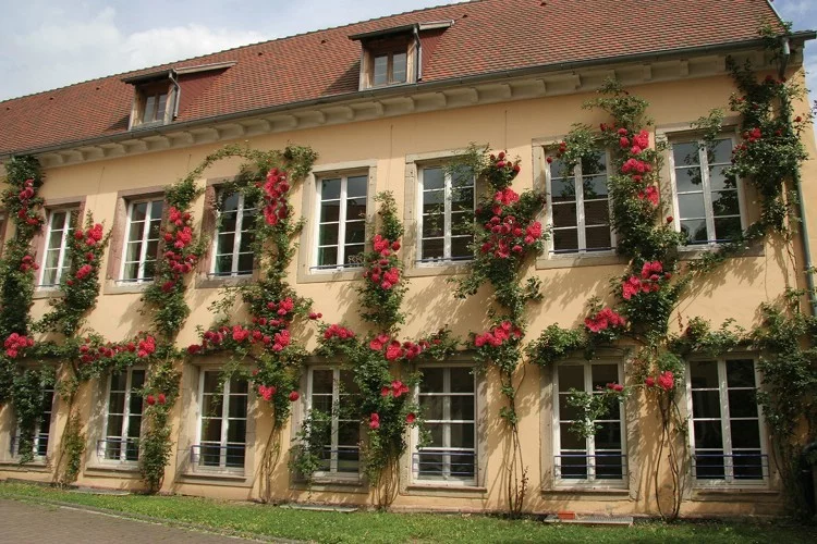 Rosier LE GRAND HUIT Adabaring - Rosiers grimpants