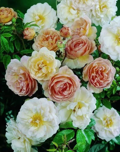 Rosier Ghislaine De Feligonde - Rosiers lianes (grimpants)