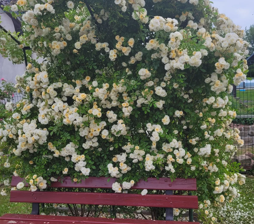 Rosier Ghislaine De Feligonde - Rosiers lianes (grimpants)