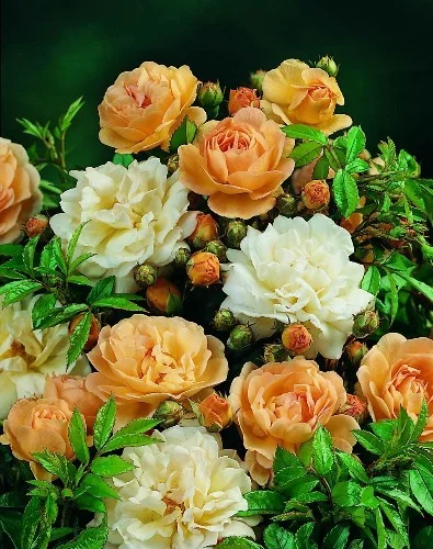 Rosier Ghislaine De Feligonde