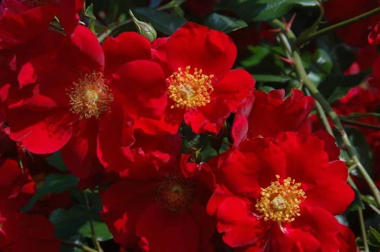 Rosier Pektarampe synonyme Alsace - Rosiers paysagers