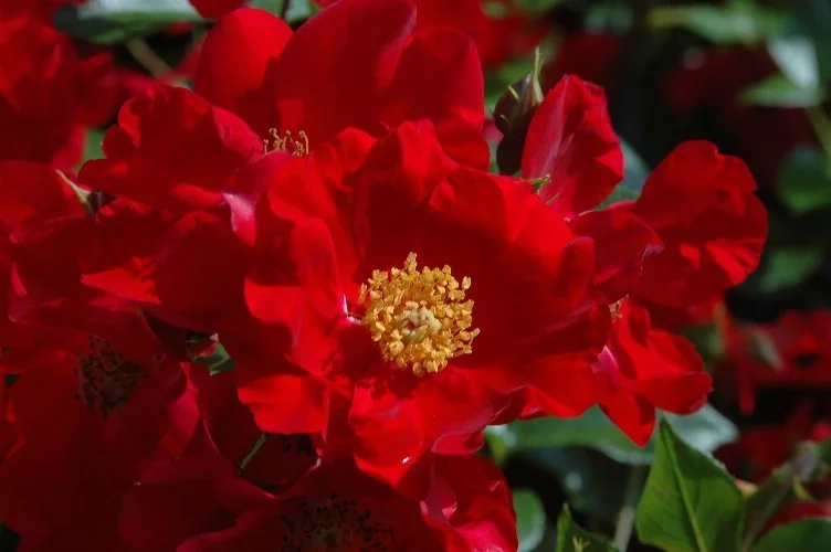 Rosier Pektarampe synonyme Alsace - Rosiers paysagers