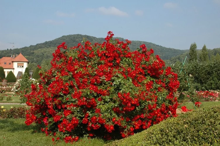 Rosier Pektarampe synonyme Alsace