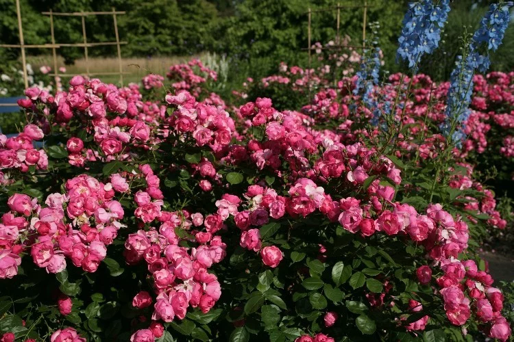 Rosier Korday synonyme Angela - Rosiers arbustifs