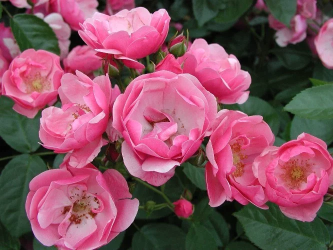 Rosier Korday synonyme Angela