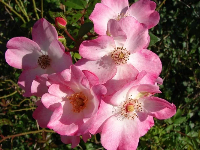 Rosier Lenmobri synonyme Rush - Rosiers arbustifs