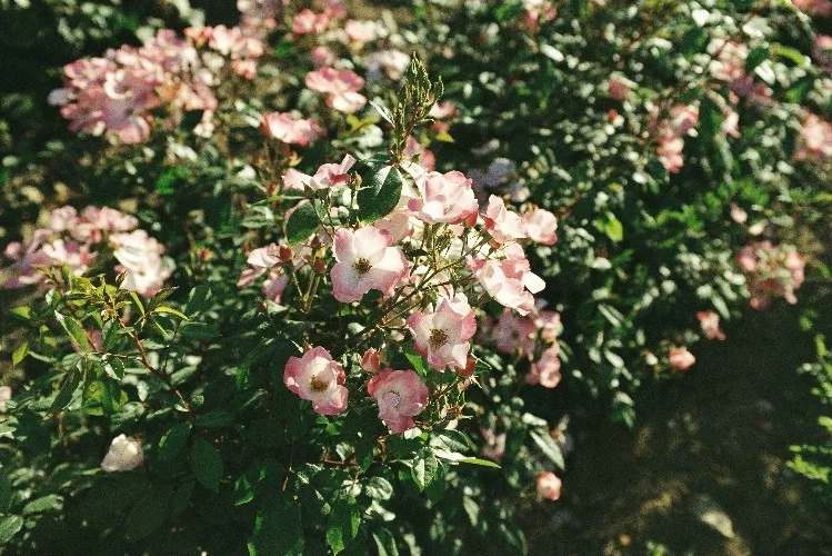 Rosier Lenmobri synonyme Rush