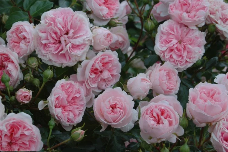Rosier  Pouloma synonyme Bossa Nova