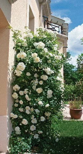 Rosier OPALIA® Noa140702