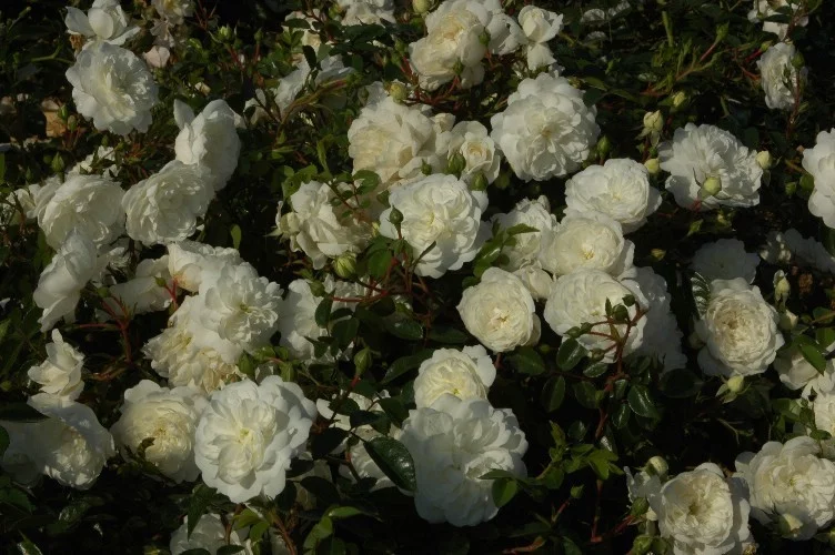 Rosier Claysnow synonyme Snowballet - Rosiers couvre-sol et tapissants