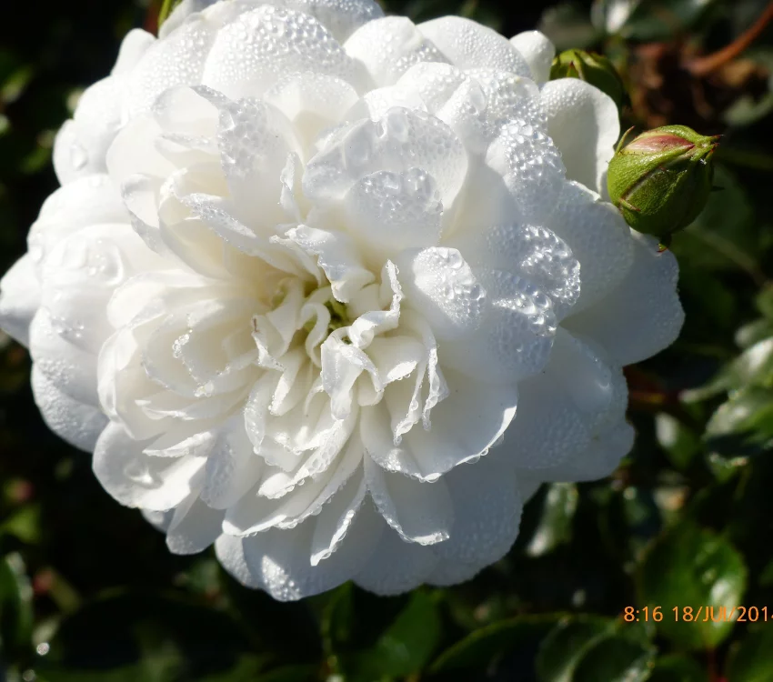 Rosier Claysnow synonyme Snowballet