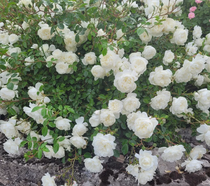 Rosier Claysnow synonyme Snowballet - Rosiers couvre-sol et tapissants