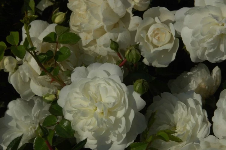 Rosier Claysnow synonyme Snowballet - Rosiers couvre-sol et tapissants