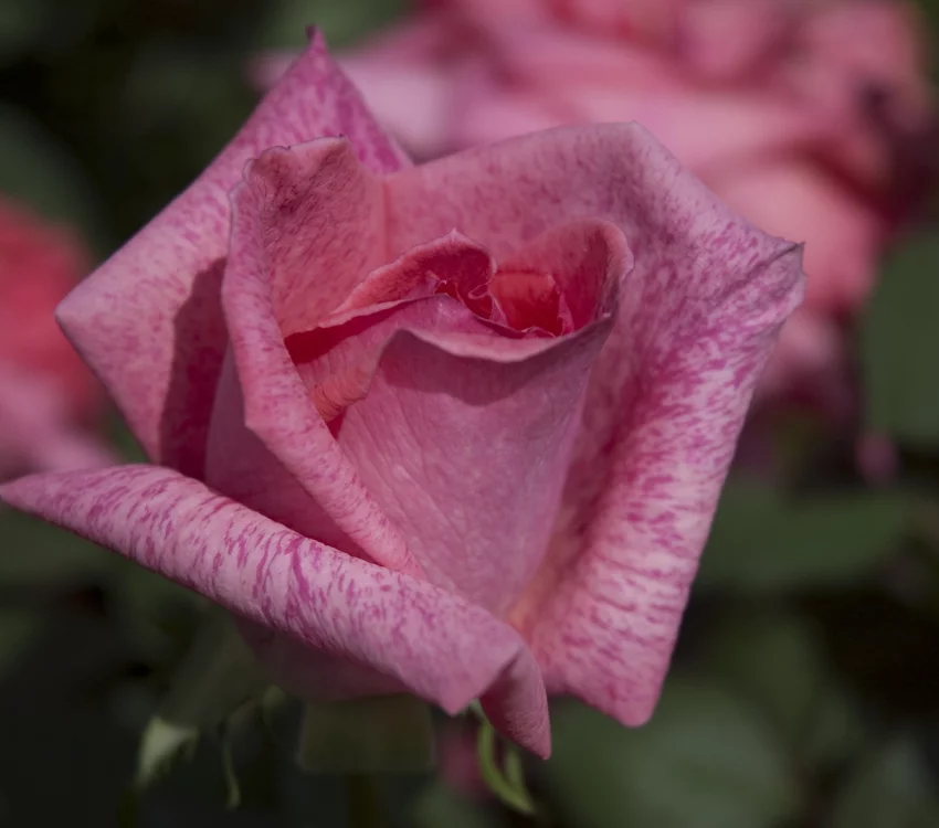 Rosier Pierre Cardin® Meilolipo - Rosiers à grandes fleurs
