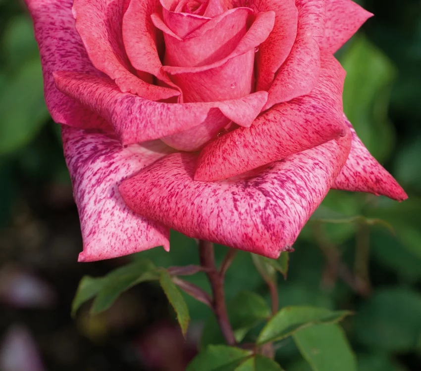 Rosier Pierre Cardin® Meilolipo - Rosiers à grandes fleurs