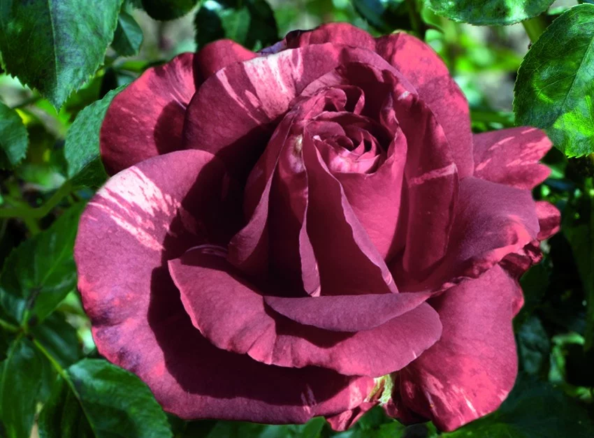 Rosier Brownie® Simstripe