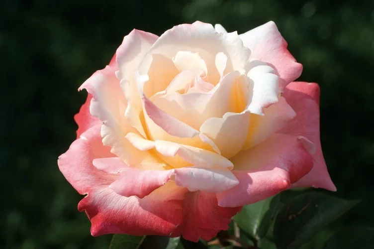 Rosier Laetitia Casta® Meilampario - Rosiers à grandes fleurs