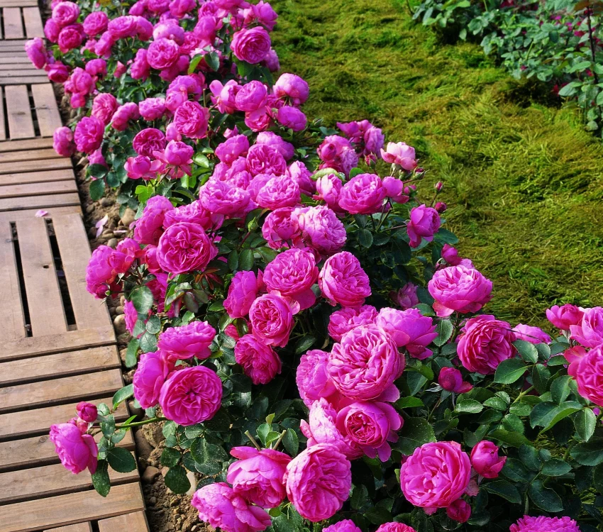 Rosier Leonard de Vinci ® Meideauri - Rosiers à grandes fleurs