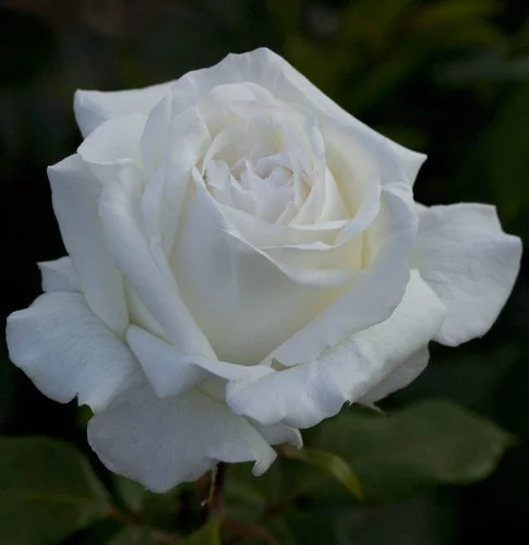 Rosier Pierre Arditi® Meicalanq