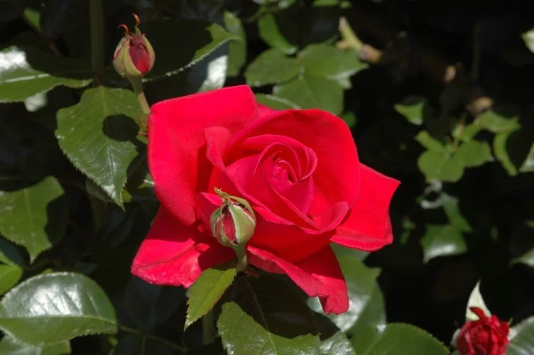 Rosier Adharman synonyme LE GRAND HUIT - Rosiers à grandes fleurs