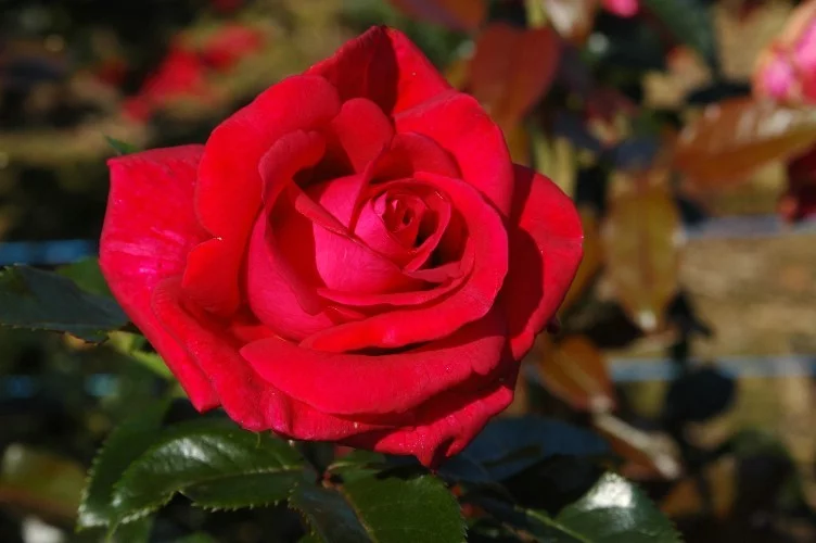 Rosier Adharman synonyme LE GRAND HUIT