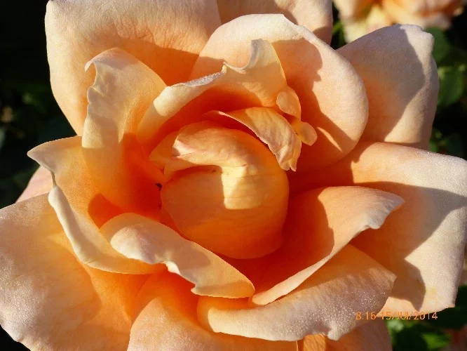 Rosier Beauté - Rosiers à grandes fleurs