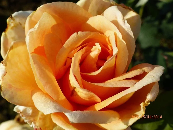 Rosier Beauté - Rosiers à grandes fleurs