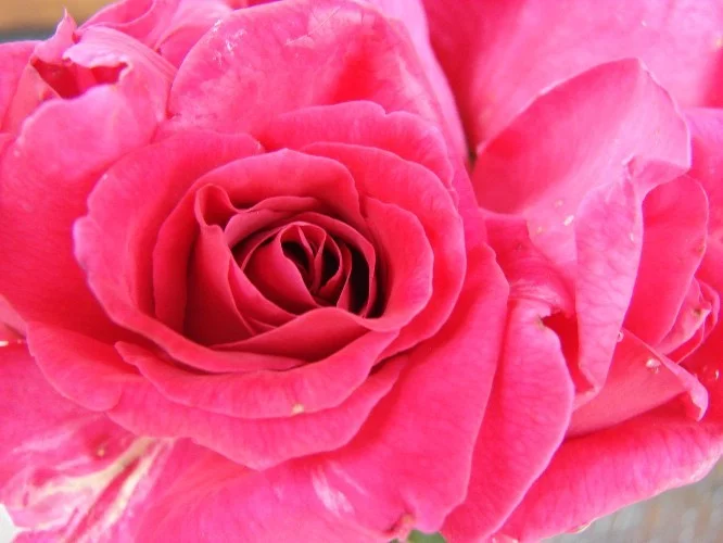 Rosier Criterion - Rosiers à grandes fleurs