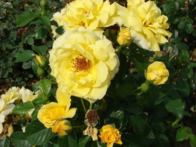 Rosier Lucia