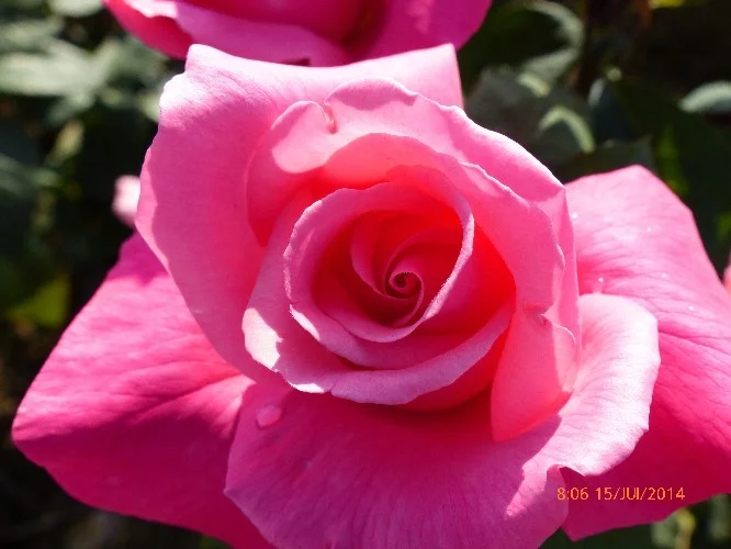 Rosier Prima Ballerina - Rosiers à grandes fleurs