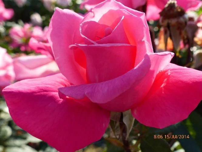 Rosier Prima Ballerina - Rosiers à grandes fleurs
