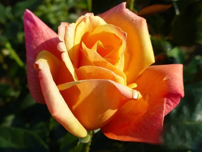 Rosier Sutter's Gold - Rosiers à grandes fleurs