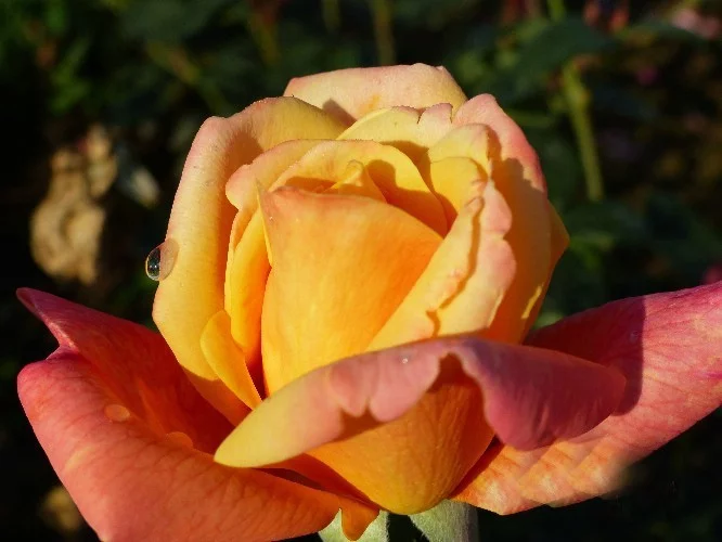 Rosier Sutter's Gold - Rosiers à grandes fleurs