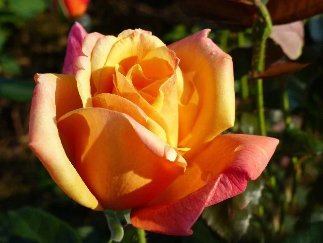 Rosier Sutter's Gold - Rosiers à grandes fleurs